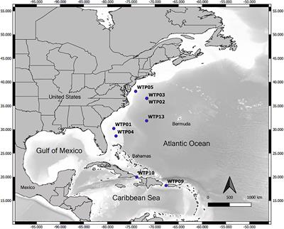 Inferring Life History Characteristics of the Oceanic Whitetip Shark Carcharhinus longimanus From Vertebral Bomb Radiocarbon